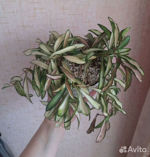 Хойя Кентиана вариегатная