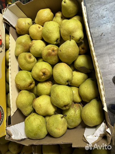 Груша 