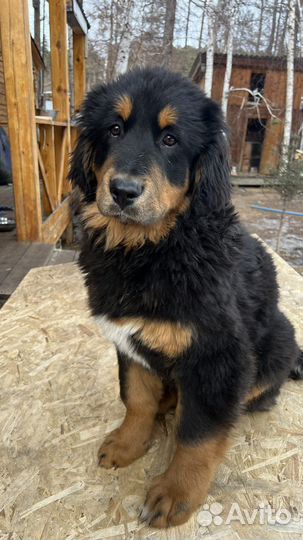 Монгольский банхар