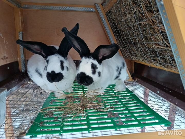 Немецкий пёстрый великан (строкач)