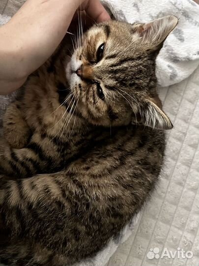 Персидский котенок