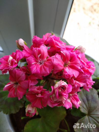 Пеларгония герань