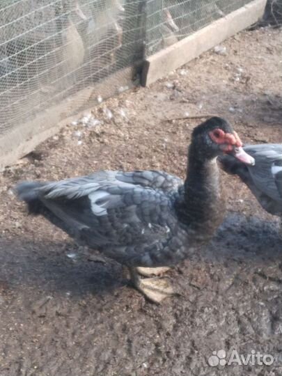 Мускусные утки индоутки индоутята