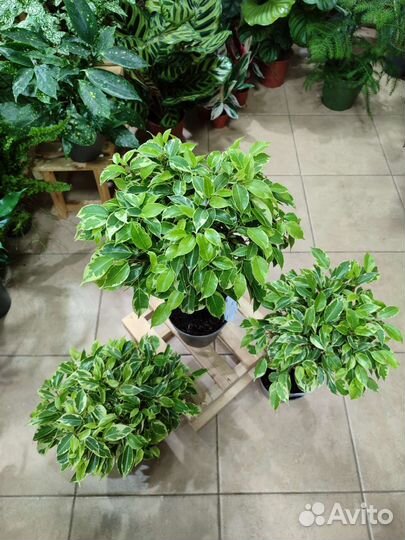 Фикус бенджамина экзотика