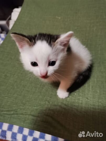 Кошка в дар бесплатно