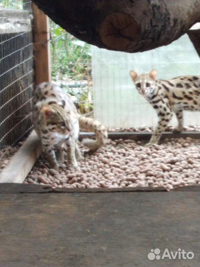 Взрослые азиатские леопардовые коты. Алк от заводч