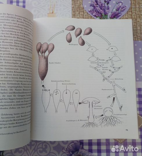 Книга о грибах 