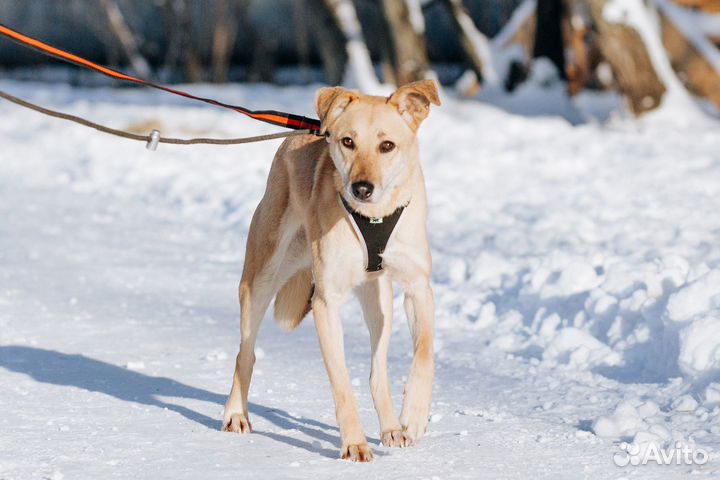 Марка хочет домой