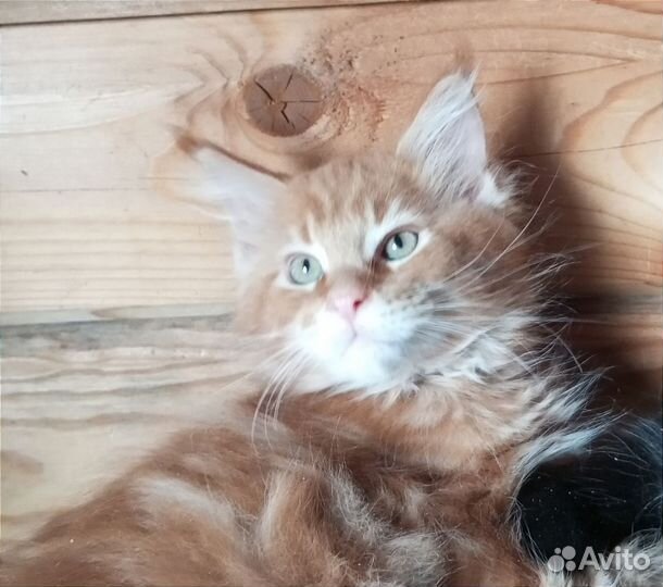 Мейн-кун котята