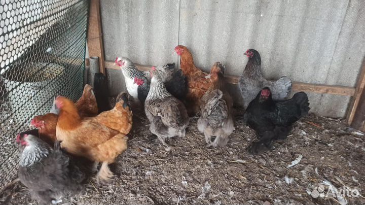 Куры Брама,Кохи,Петухи,Утки Подсадные