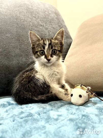 Котенок от кошки мышеловки