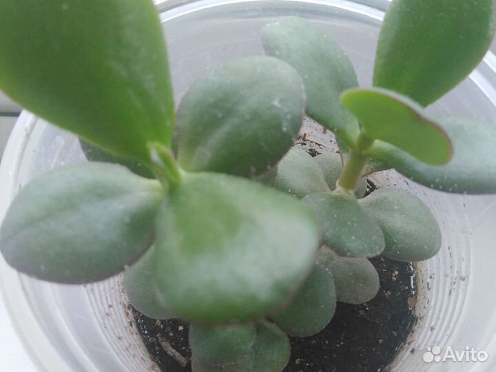 Денежное дерево толстянка