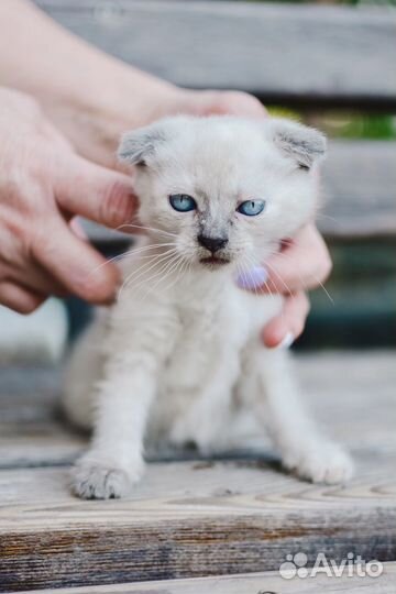 Котенок мальчик