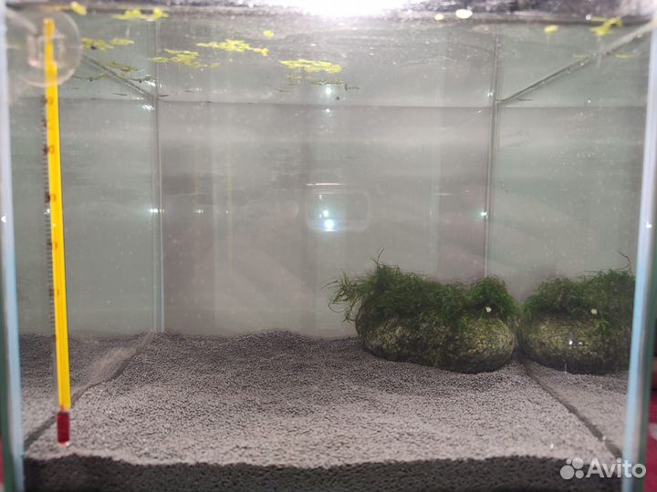 Аквариумы от 5 - 15 литров