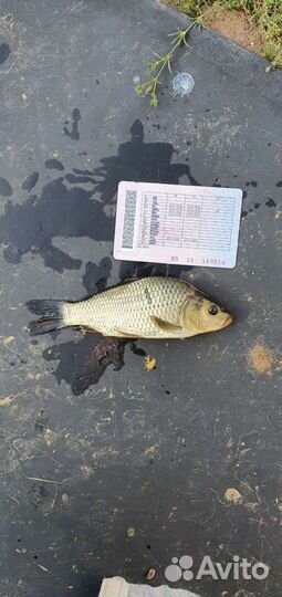 Рыба для зарыбления (Линь, Карп, Амур и т.д.)