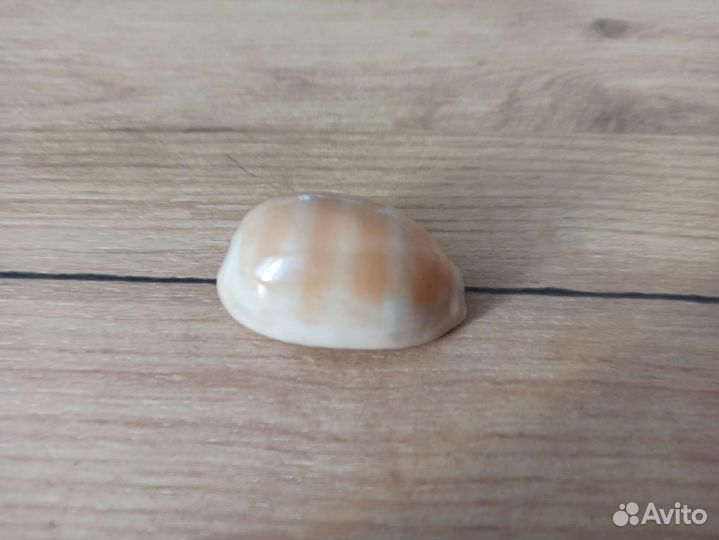 Морская раковина