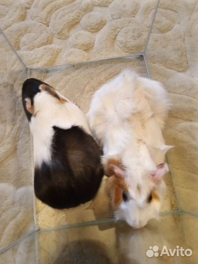 Свинки морские