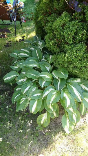 Хосты 5 видов, папоротник, кампсис на посадку