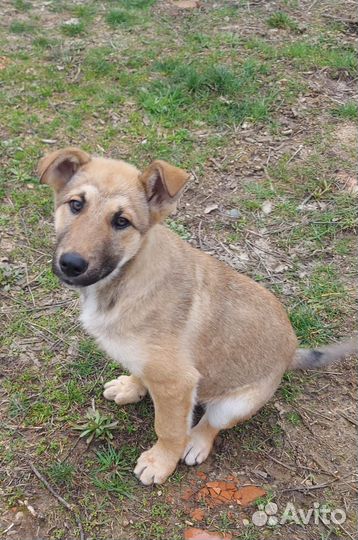 Щенок, хороший