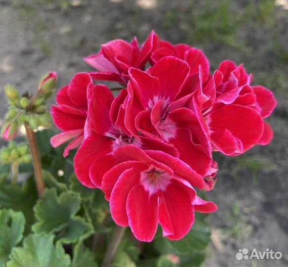 Герань пеларгония