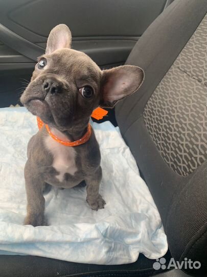 Французский бульдог щенки