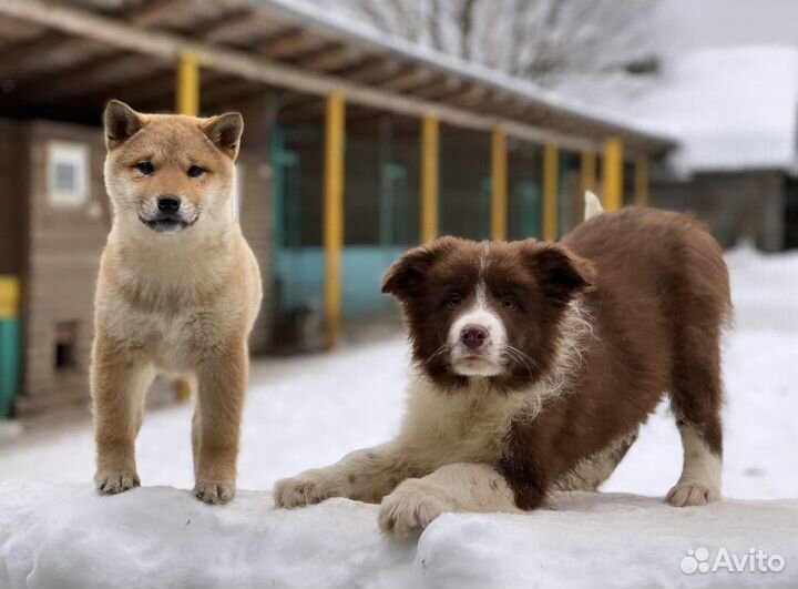 Бордер колли, щенки (разные окрасы)
