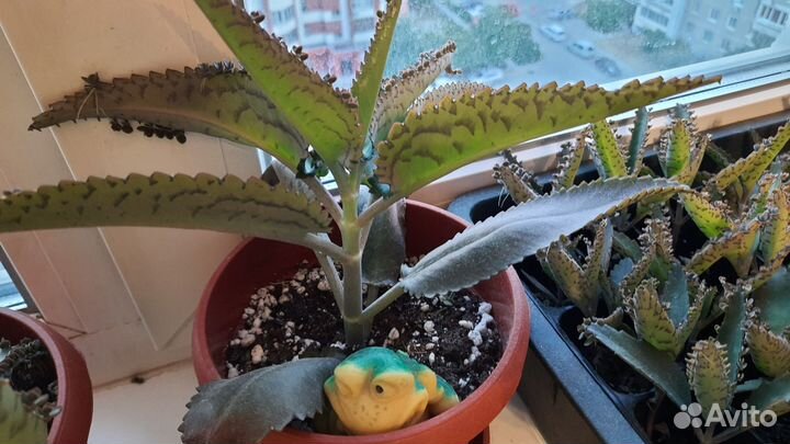 Каланхоэ лечебное