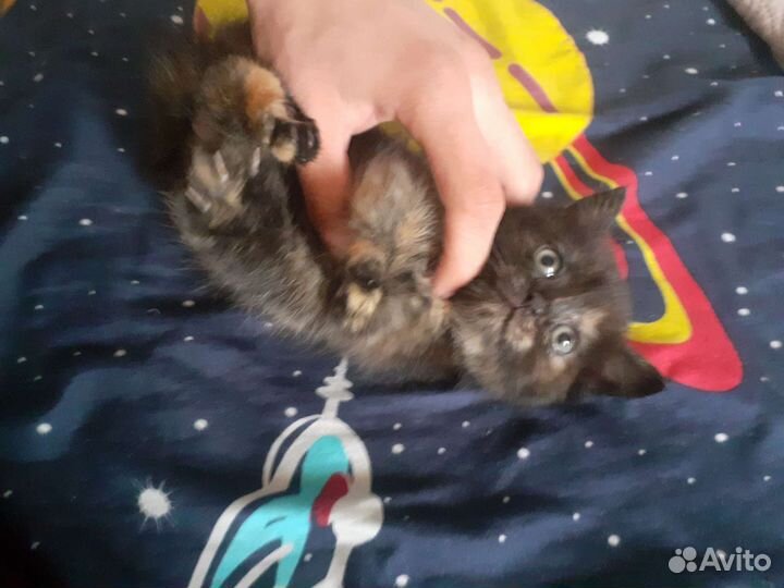 Котята в добрые руки бесплатно