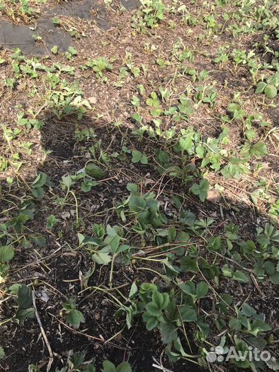 Саженцы клубники