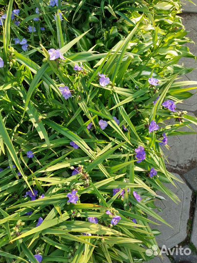 Традесканция садовая