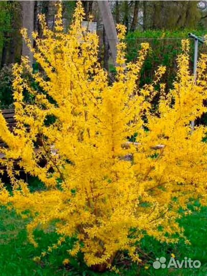 Садовые кустарники