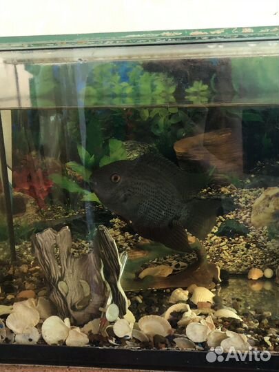 Рыба северум