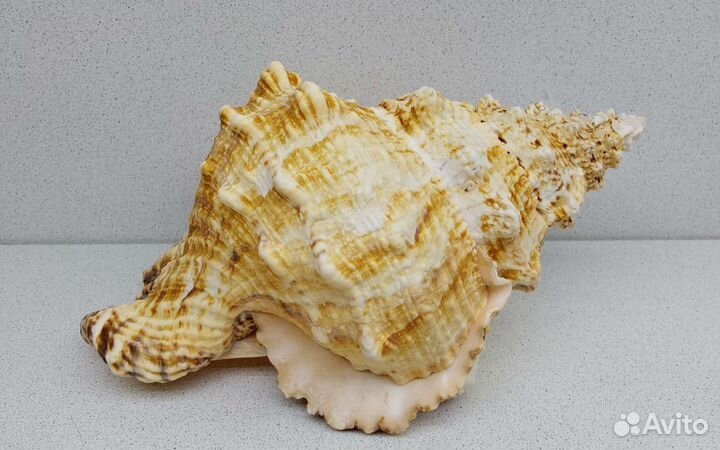 Бурса Буба 25,9 морская ракушка раковина