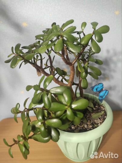 Красула толстянка