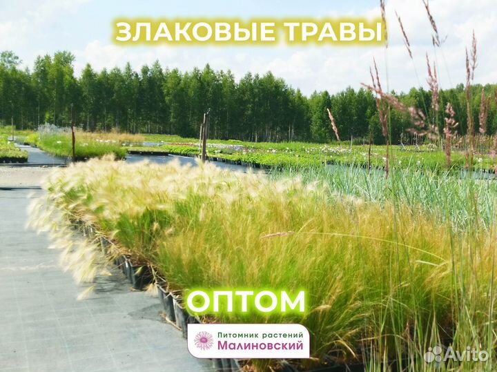 Сортовые Саженцы напрямую с Питомника