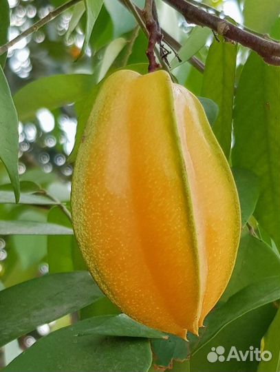 Саженцы экзотических плодов