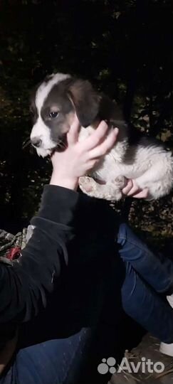 Щенок Девочка в добрые руки