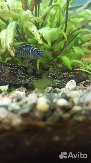 Рыбки Димасони цихлиды