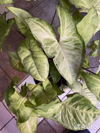 Сингониум батерфляй