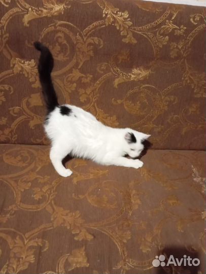 Котенок в добрые руки