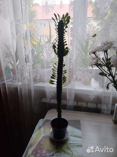 Молочай трехгранный