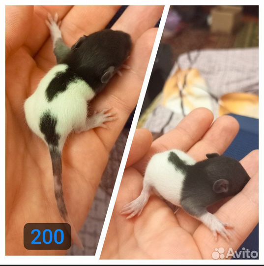 Декоративные крысята