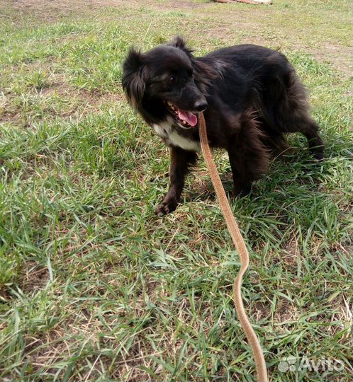 Милая Клепочка ищет дом