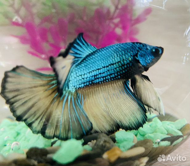 Аквариум+рыбка (петушок), грунт