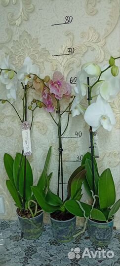 Орхидеи Фаленопсис