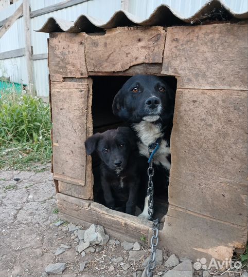 Ищем дом собакам