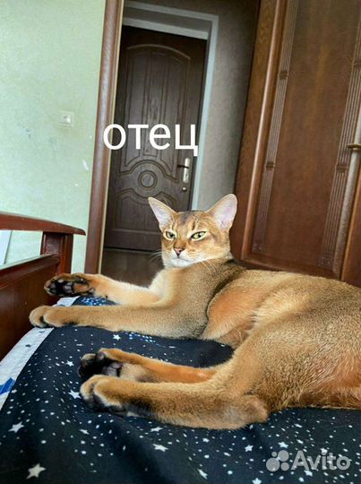 Абиссинские кошки