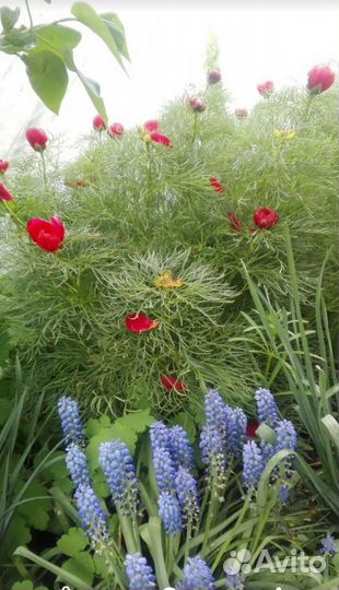 Пион ранний узколистный