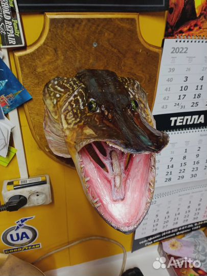 Голова щуки