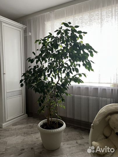 Фикус бенджамина